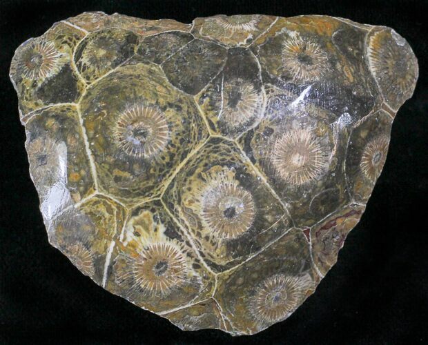 Polished Fossil Coral Head - Morocco #22308